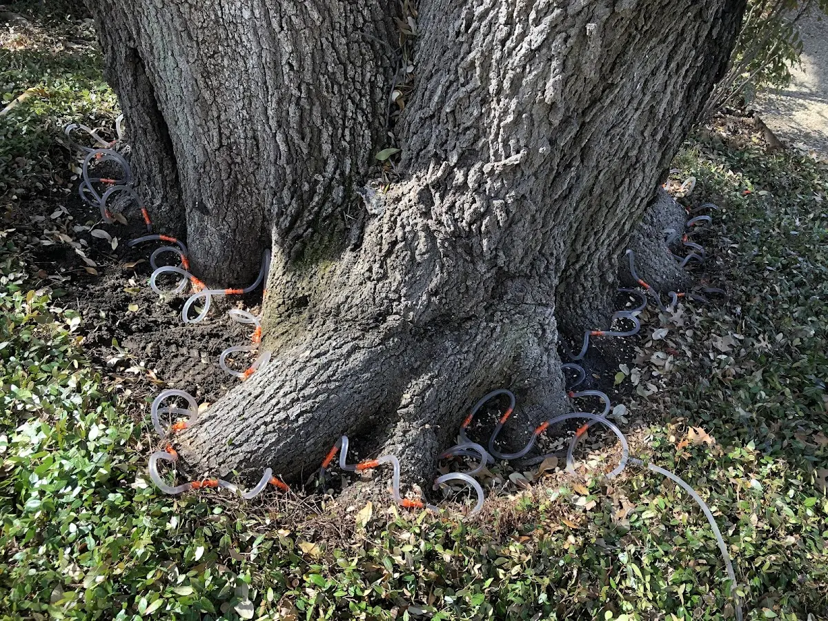 Detailed Tree Cabling and Bracing job site in North Little Rock