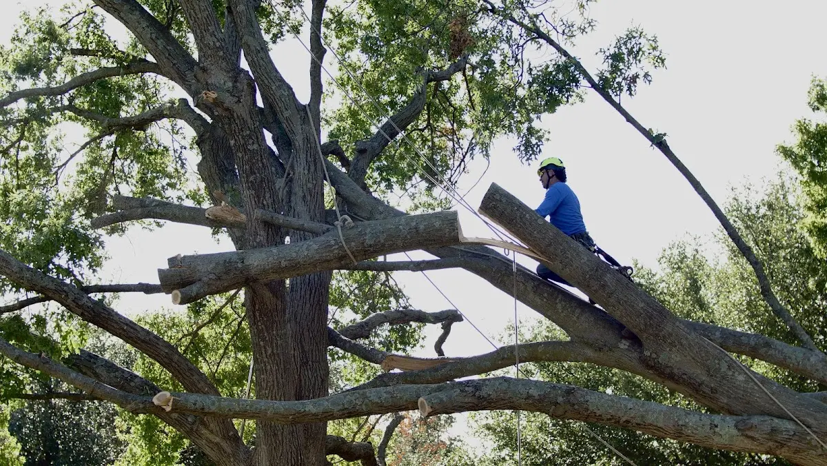 Professional Crown Thinning performed by certified arborists in North Little Rock